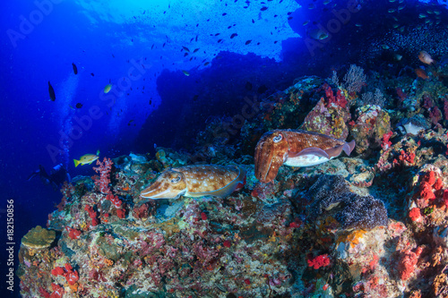 Fototapeta Naklejka Na Ścianę i Meble -  A pair of Pharaoh Cuttlefish on a healthy tropical coral reef at dawn