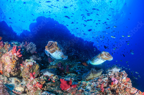 A pair of Pharaoh Cuttlefish on a healthy tropical coral reef at dawn