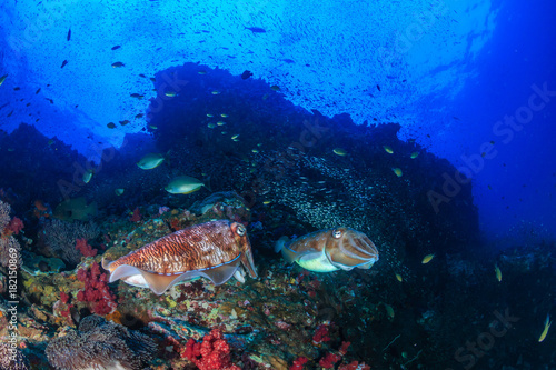 A pair of Pharaoh Cuttlefish on a healthy tropical coral reef at dawn