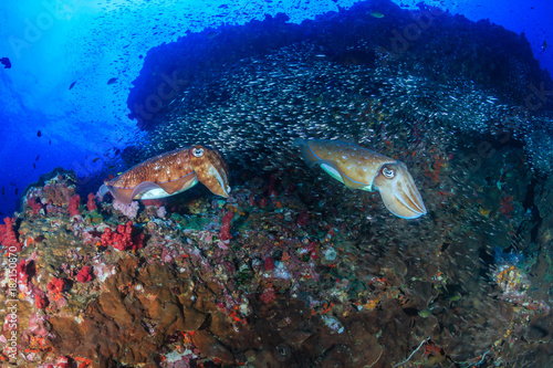 A pair of Pharaoh Cuttlefish on a beautiful, healthy, tropical coral reef