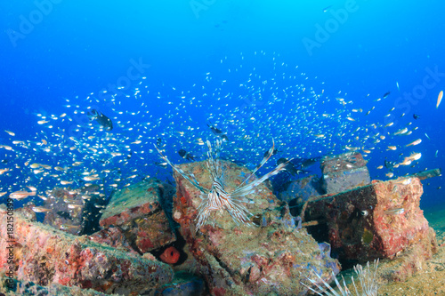 Lionfish hunting on a tropical coral reef