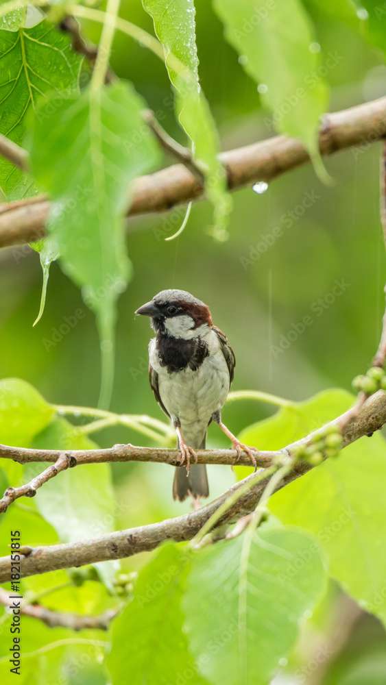 Bird (House Sparrow) on tree in a nature wild Bird (House Sparrow) on tree in a nature wild