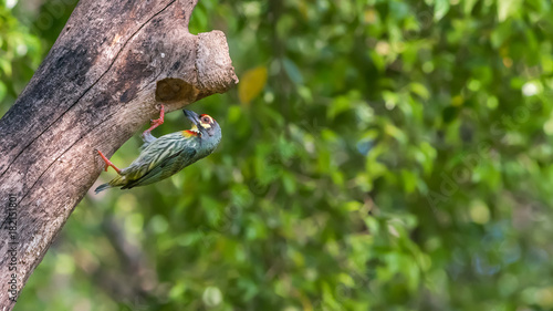 Bird (Coppersmith barbet) at hollow tree trunk