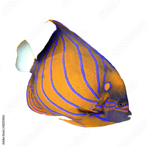 Tropical fish isolated on white background. Bluering Angelfish