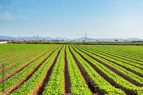 Salad leaves grow on the farm field. Spain.    