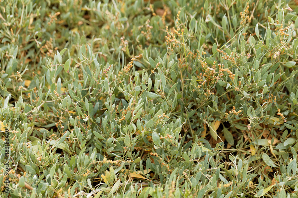 Sea purslane (Halimione portulacoides) Sea purslane (Halimione portulacoides)