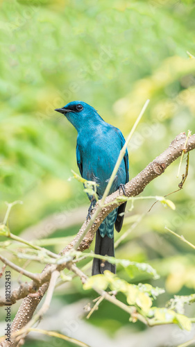 Bird (Verditer Flycatcher) on tree in nature wild © pongmoji