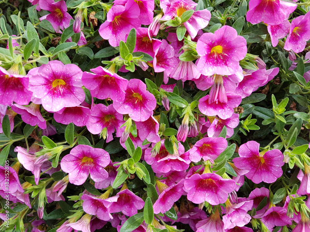 Petunie, Pitunia, Calibrachoa, Carillon