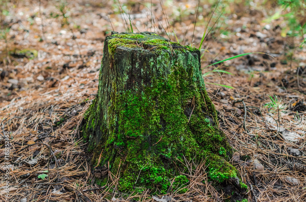 Obraz premium Old tree stump