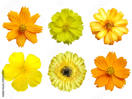 Tableau sur toile Brightly yellow flowers collection White background