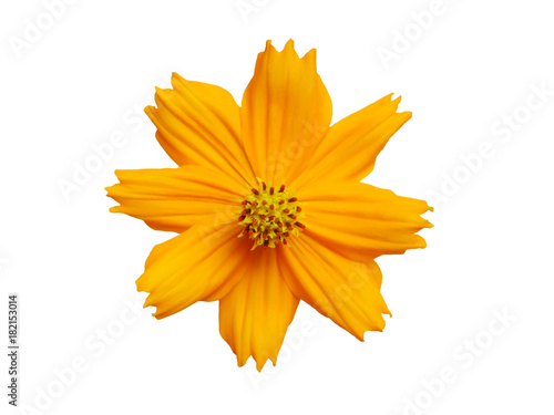 The brightly dark yellow flowers White background.Clipping paths