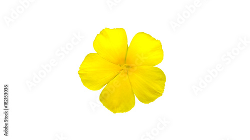 The brightly yellow flowers White background.Clipping paths