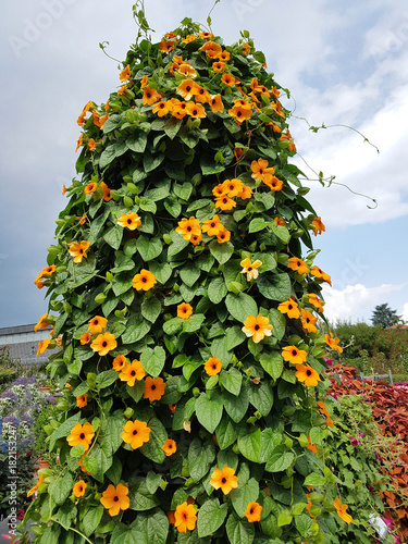 Schwarzaeugige Susanne, Thunbergia alata photo