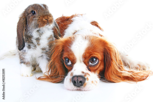 Dog and rabbit together. Animal friends. Rabbit bunny pet white fox rex satin real live lop widder nhd dwarf dutch with cavalier king charles spaniel dog. Christmas animals Valentines day pet concept photo