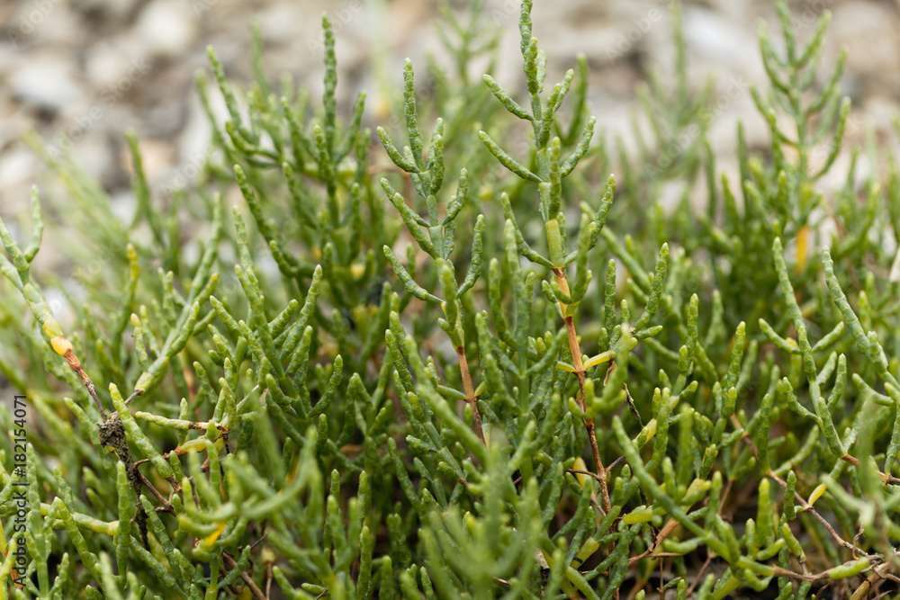 Common glasswort (Salicornia europaea)