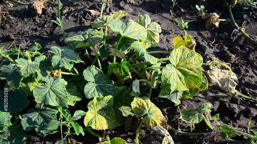 Yellowed leaves of cucumbers from drought