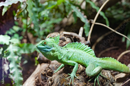 Wallpaper Mural Grünes Chamäleon Torontodigital.ca