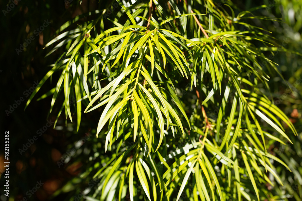 Fototapeta premium Willow leaf podocarp (Podocarpus salignus)