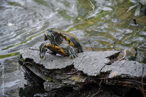 Japan turtle on trunk in lake