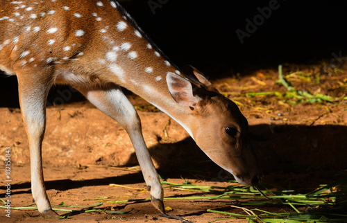 Axis deer eating green plant in shade light