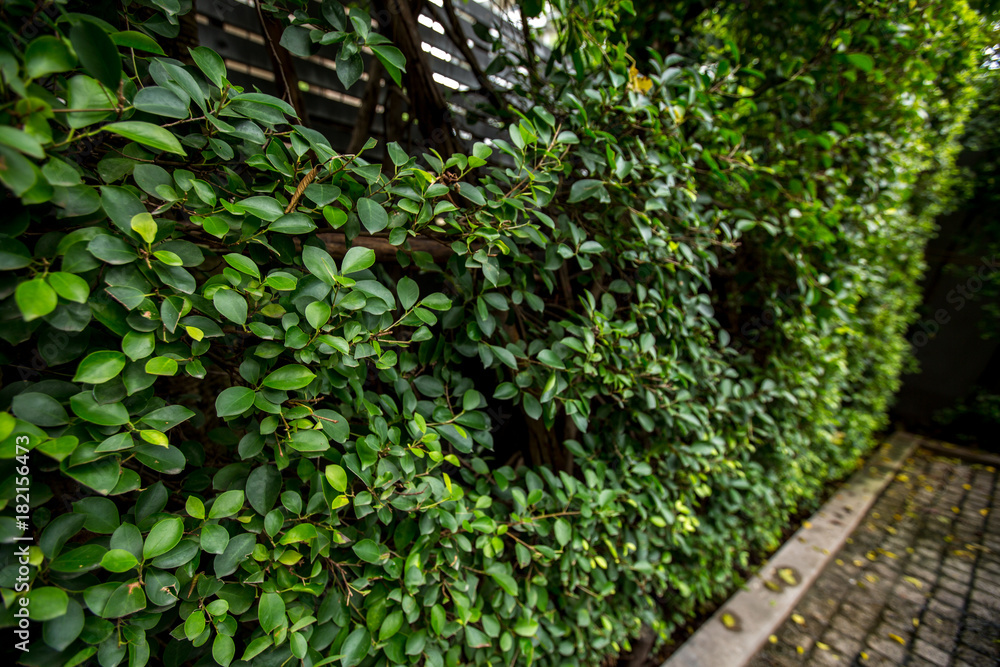 Asia Green leaves on the wall background texture (Selective focus) Asia Green leaves on the wall background texture (Selective focus)
