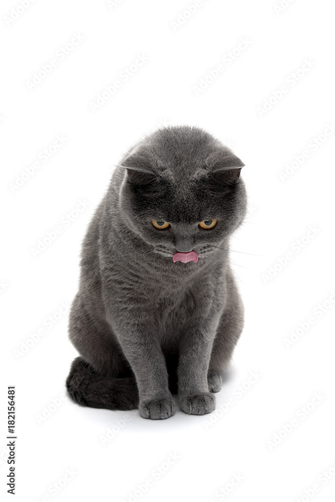 gray cat isolated on white background