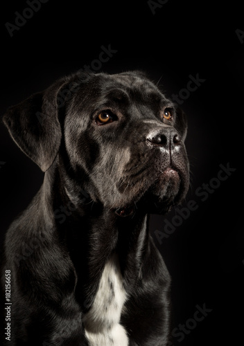 Portrait of a Cane Corso dog breed on a black background. Italian mastiff puppy. © Artenex