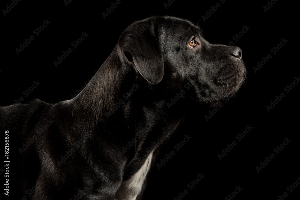 Portrait of a Cane Corso dog breed on a black background. Italian mastiff puppy. Portrait of a Cane Corso dog breed on a black background. Italian mastiff puppy.