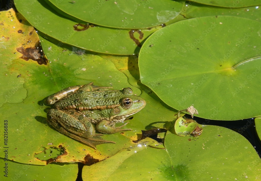 Rana so. Frog Sitting on a Water Lily leaf Rana so. Frog Sitting on a Water Lily leaf