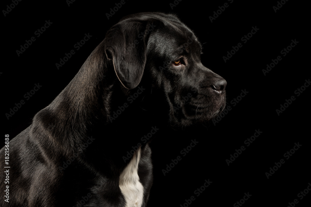 Portrait of a Cane Corso dog breed on a black background. Italian mastiff puppy.