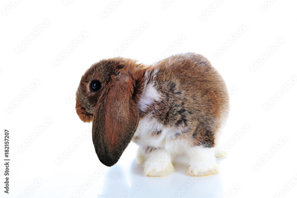 Agouti rabbit lop on isolated white studio background. NHD young baby  bunny. Cute lop eared pet rabbit. Animal photos. Stock Photo | Adobe Stock