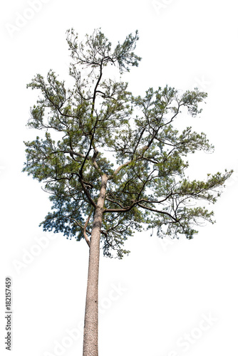 isolated pine tree on white background