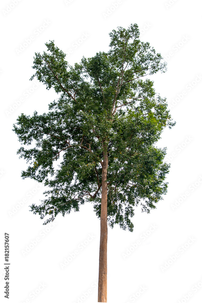 Fototapeta premium Isolate big tree on white background.