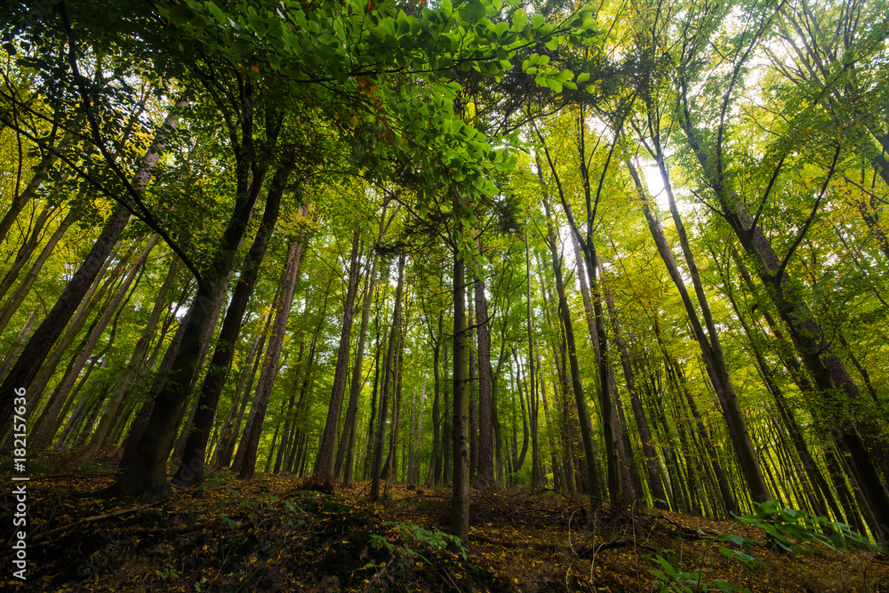 Botom up view on trees in sunny autumn day in little Carpathian forest, Slovakia, Europe