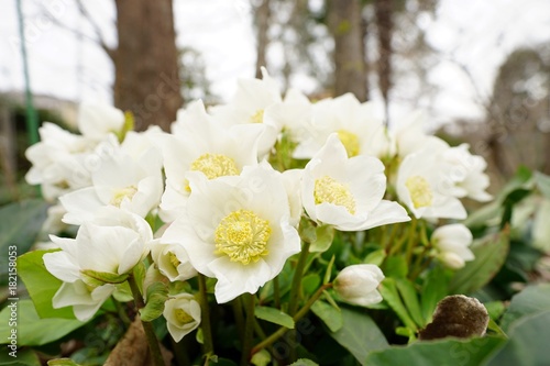 Fototapeta Naklejka Na Ścianę i Meble -  クリスマスローズ