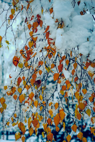 leaves, winter, cold