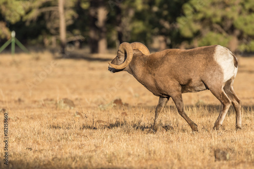 Rocky Mountain Bighorn Sheep Ram in Rut