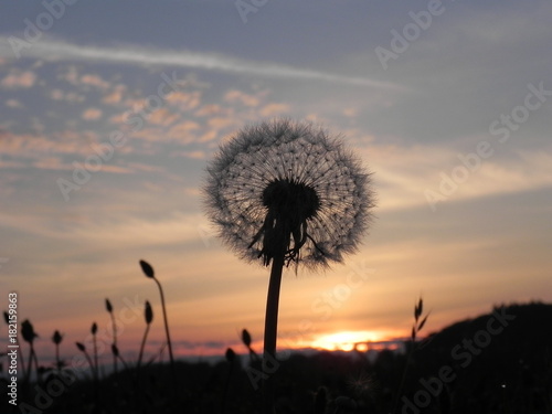 Blowball in the morning