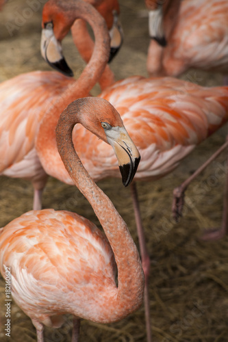 American Flamingos    The American Flamingos   Phoenicopterus  ruber   is a large species of flamingo