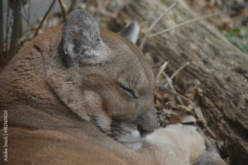 A Sleeping Puma