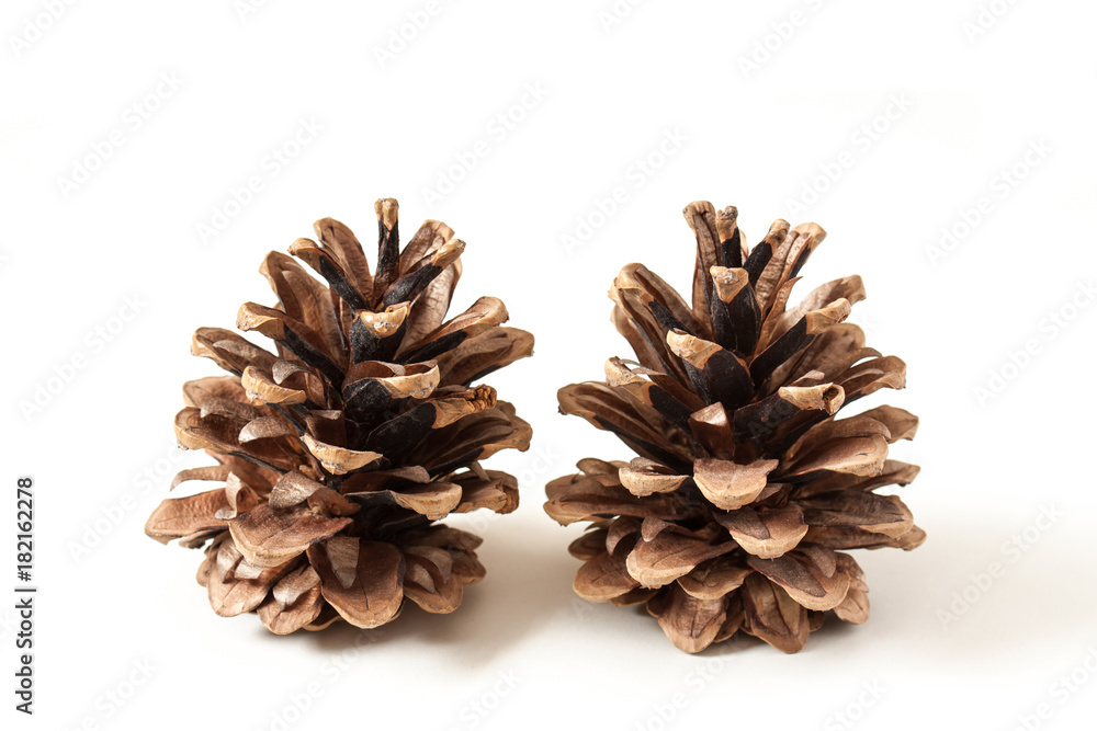 Two pine cones isolated on white background Two pine cones isolated on white background