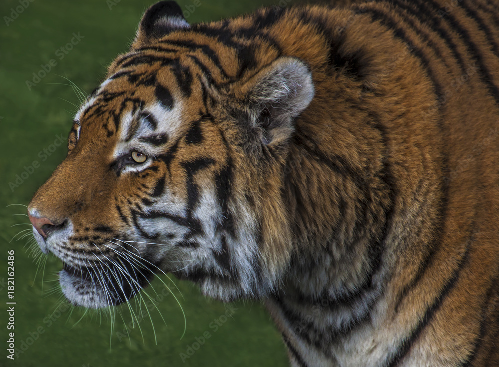 Obraz premium Tiger head 