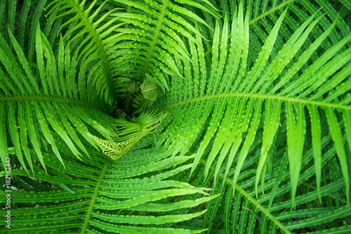 Tropical fern close-up