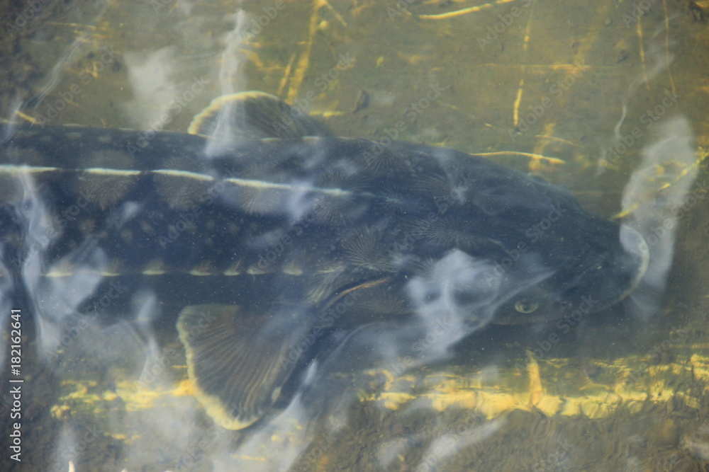 Fototapeta premium Sterlet in the water