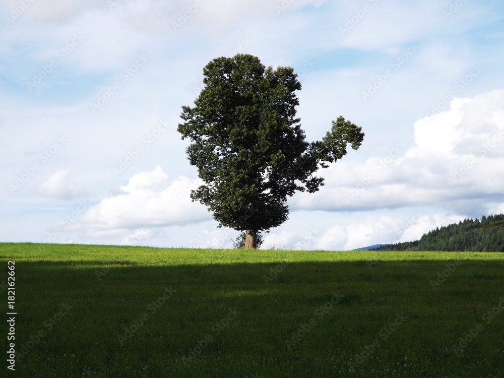 Fototapeta premium Arbre dromadaire