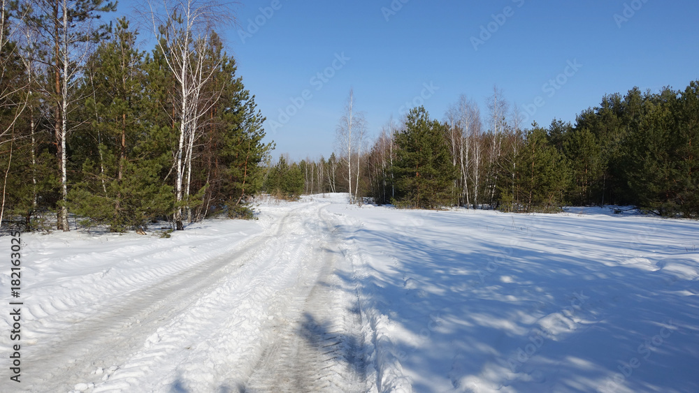 Winter snow-covered forest in sunny weather. Among the  pine forest passes into the distance the road. In bright white snow, there are blue shadows. Between the green pines you can see white birches