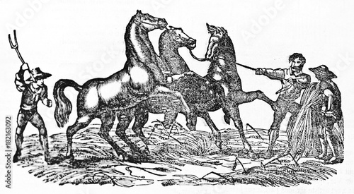 Ancient farmers taming horses for the threshing wheat. Old Illustration by unidentified author published on Magasin Pittoresque Paris 1834