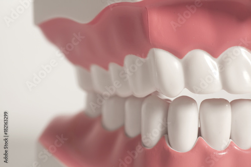 Teeth model photo