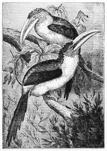 Couple of ancient birds with a strong beck on a branch, Curly-crested Aracari (Pteroglossus beauharnaesii). Old Illustration by unidentified author published on Magasin Pittoresque Paris 1834 photo