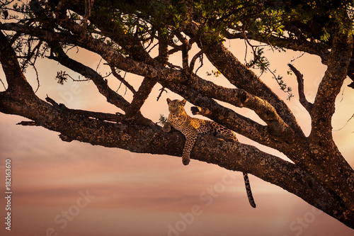 Leopard rests in a tree at sunset